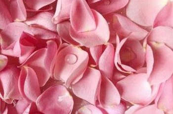 Beneficios del uso de pétalos de rosa para el cuidado de la piel